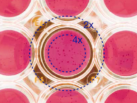 倒置生物顯微鏡 CKX53-4