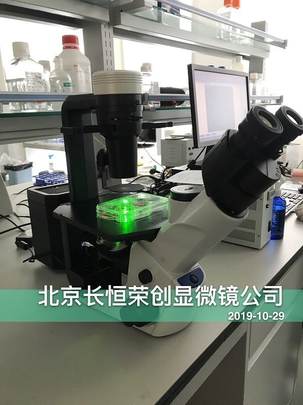 奧林巴斯CKX53熒光顯微鏡安裝于免疫方舟公司1