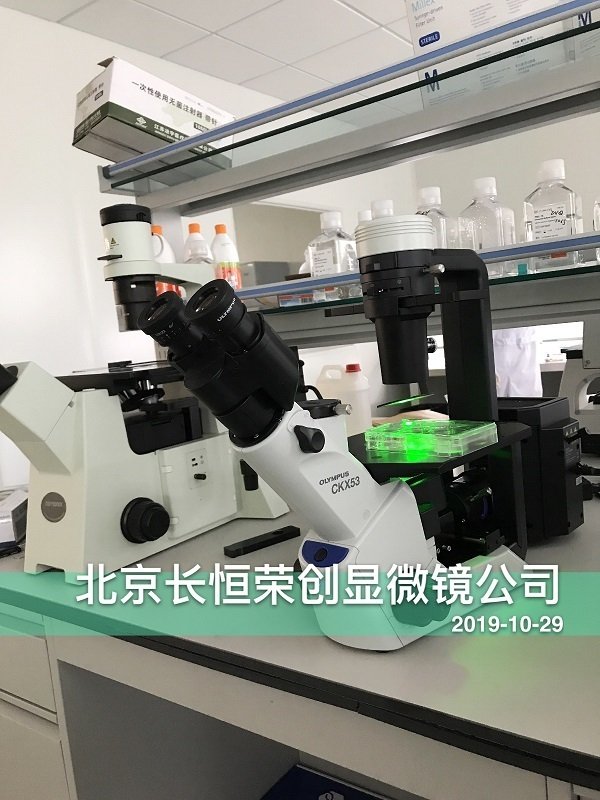 奧林巴斯CKX53熒光顯微鏡安裝于免疫方舟公司