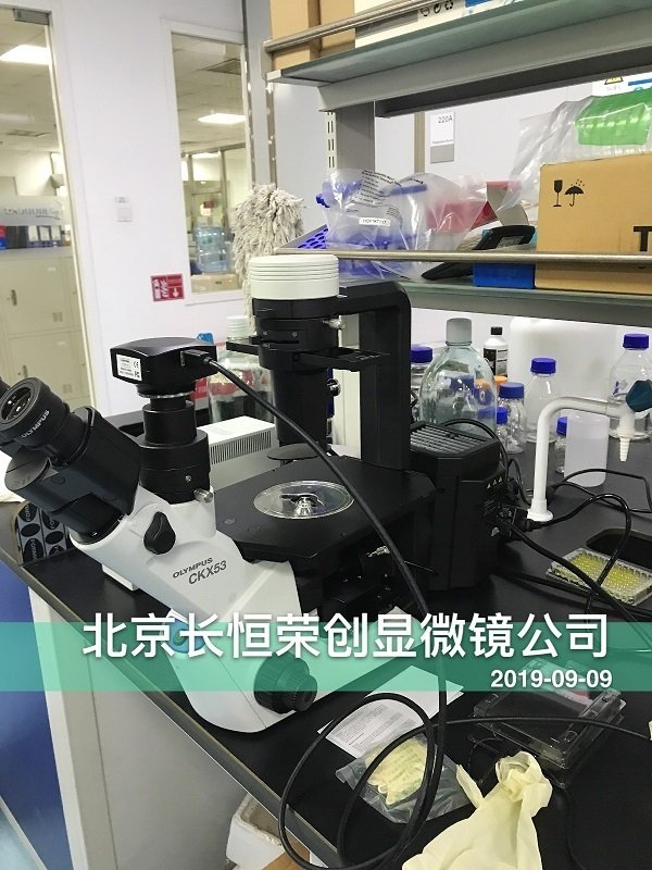 奧林巴斯倒置CKX53熒光顯微鏡安裝于北京大學2