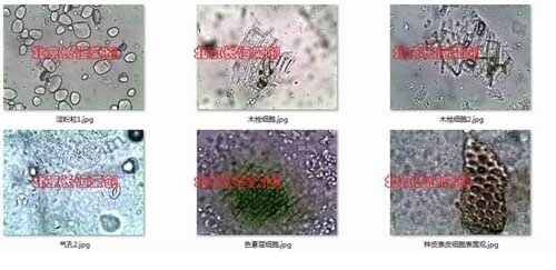 2016年北京同仁堂在次選購我公司中藥材粉末觀察顯微鏡6